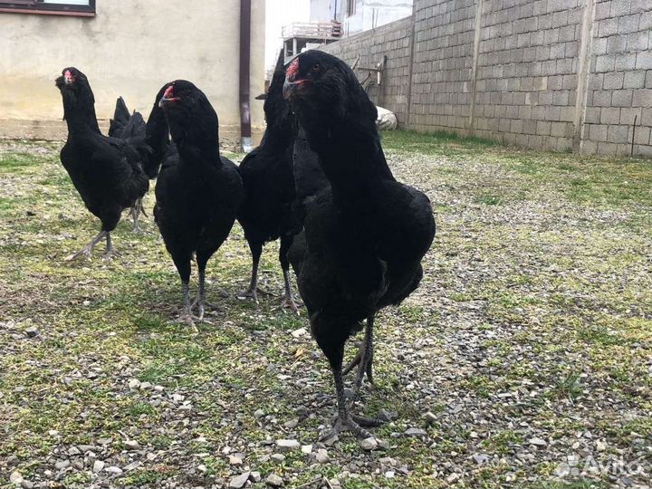 Гергебильские куры