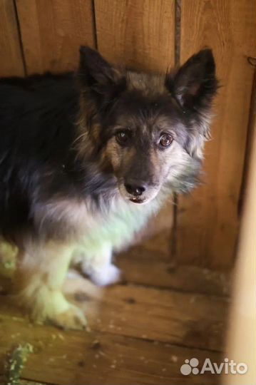 Спасите из приюта