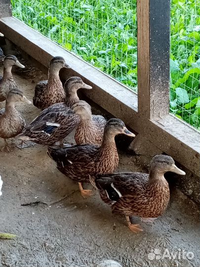Утки подсадные для охоты