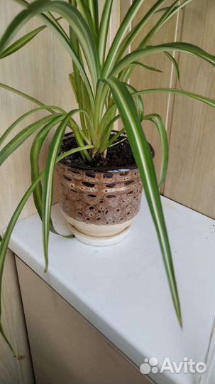Хлорофитум в отличном горшке