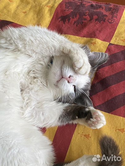 Кот в добрые руки