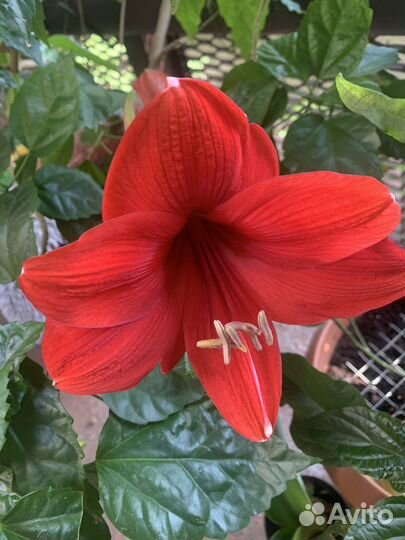 Гиппиаструм (Амарилис ) цветок обмен