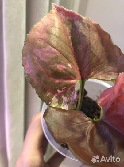 Сингониум клубничный лед galaxy