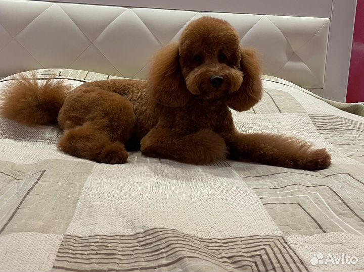 Вязка Пудель