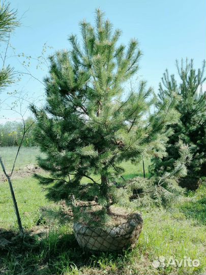 Сосна Норвежская
