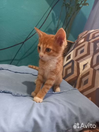 Котята Крысоловы