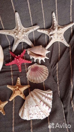 Морские раковины для Аквариума