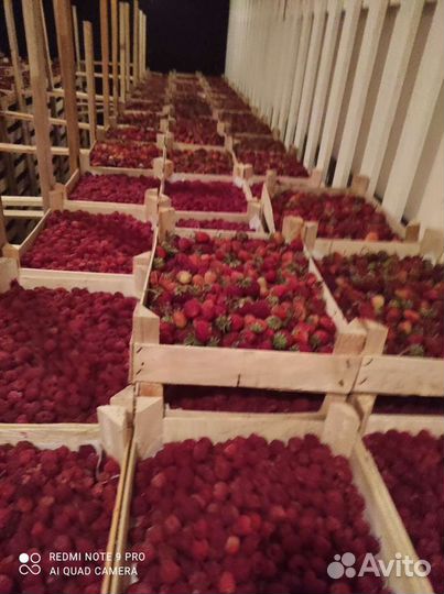 Бесплатная доставка Клубника И малина из киргизии