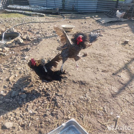 Цыплята, яйцо инкубационное, молодые петухи