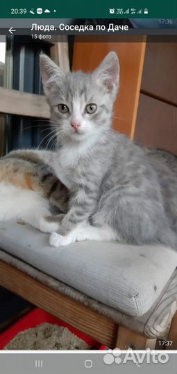 Котята в добрые руки