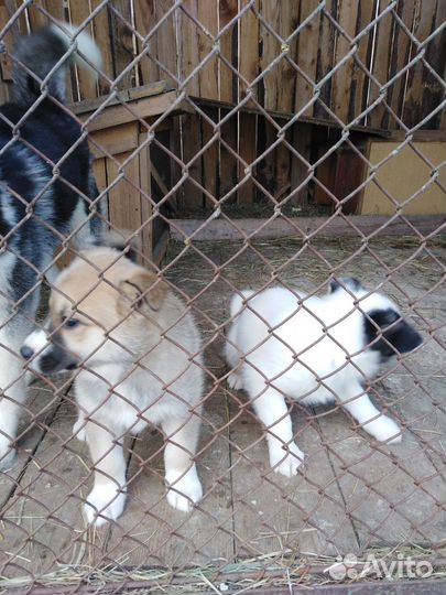 Щенки помесь