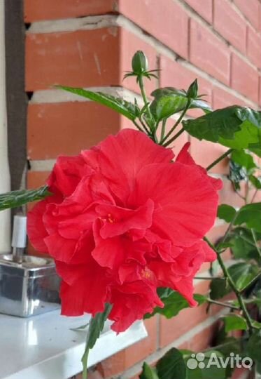 Комнатные растения пальма драцена шеффлера пихара