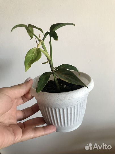 Сингониум regina red