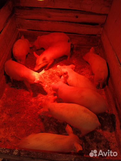 Продаются поросята 6500