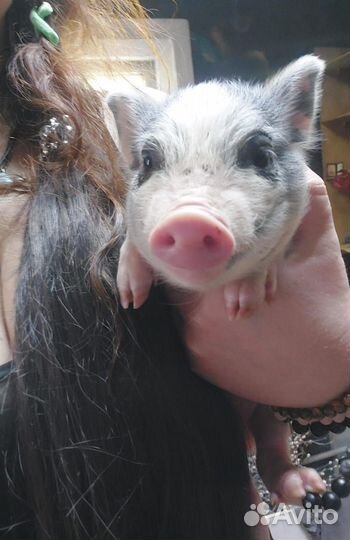 Микро и мини пиги