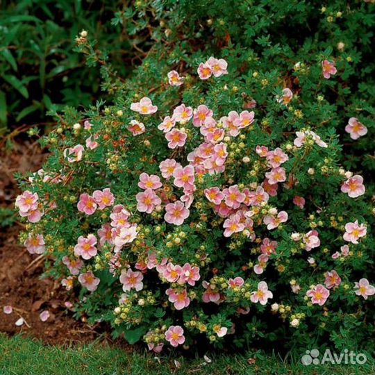 Лапчатка кустарниковая