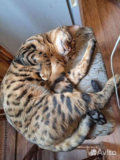 Бенгальская