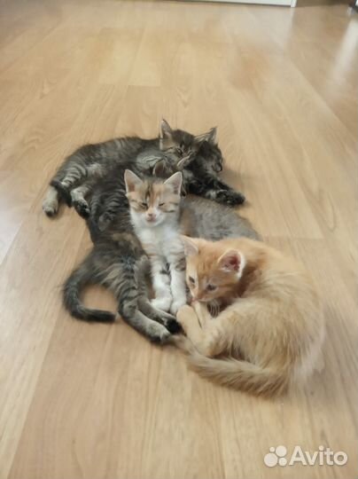 Котята в добрые руки