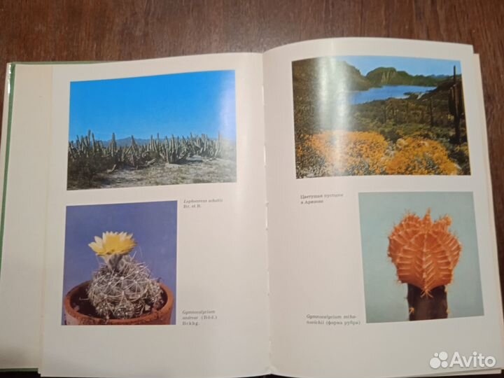 А. Урбан Колючее чудо. Книга о кактусах