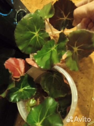 Домашние цветы