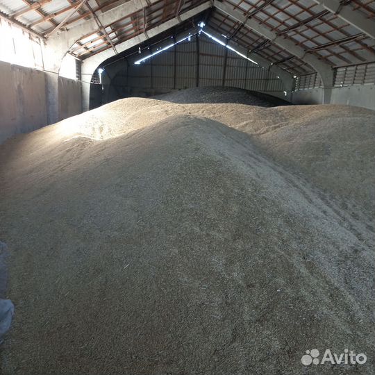 Яровый ячмень