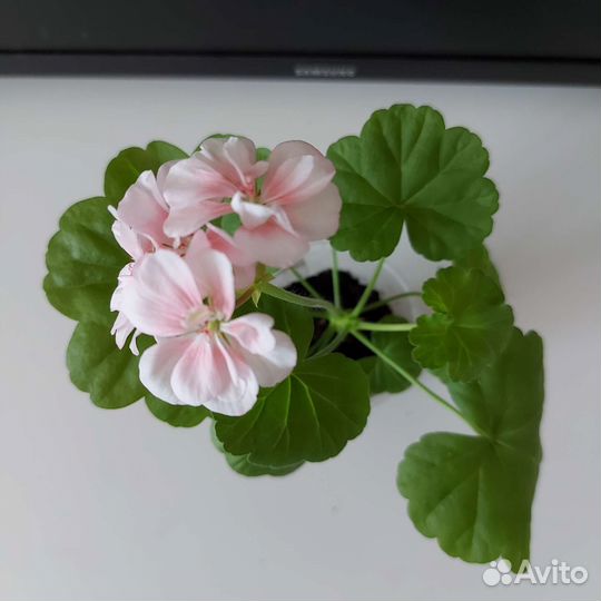 Пеларгония герань