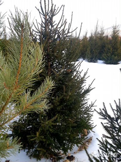 Саженцы Ели Сибирской 1,5-3,0 m