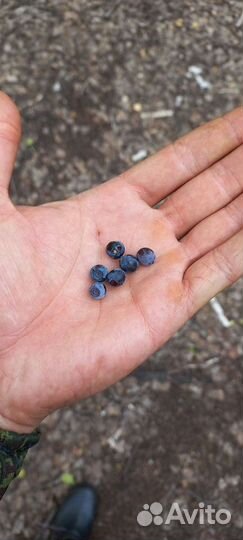 Черника свежая