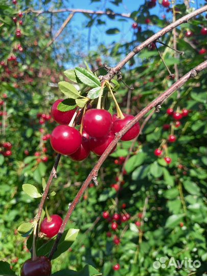 Вишня на ножке