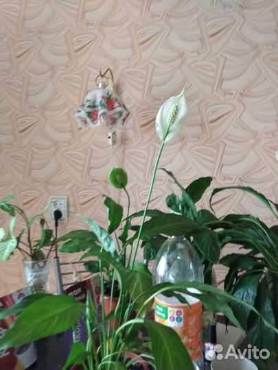 Спатифиллум