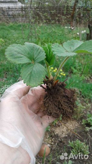 Купчиха, Фестивальная