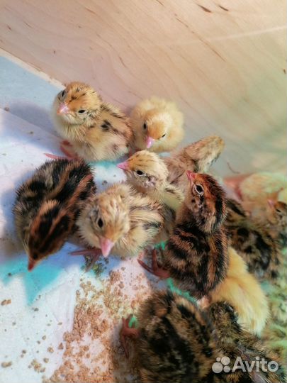 Перепела (7 пород) суточные и подрощенные