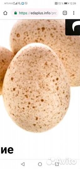 Яйцо инкубационное, индюшиное