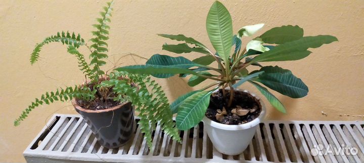 Эуфорбия (Молочай) и папортник