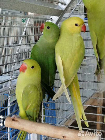 Попугай пиррура и ожереловые