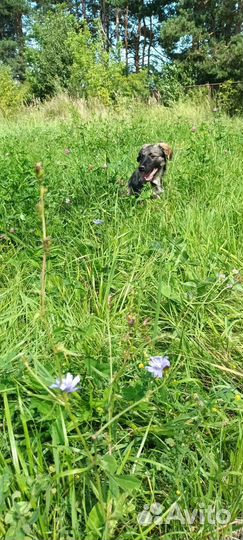 Девочка подросток