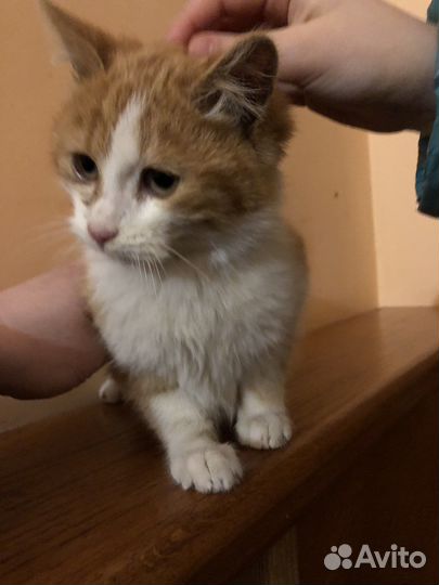 Отдам в добрые руки милого котика