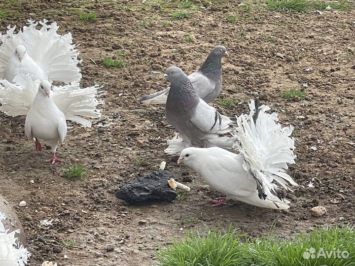 Павлины(голуби)
