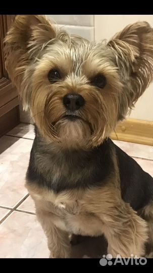 Вязка Йоркширский терьер