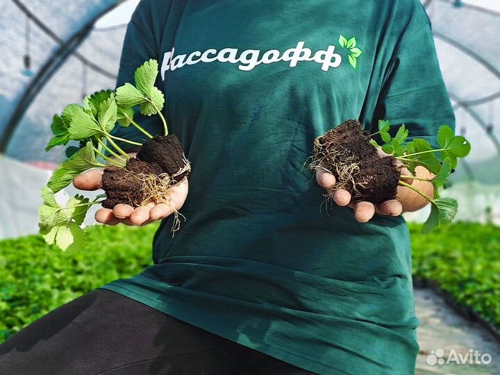 Рассада клубники. От 128 шт