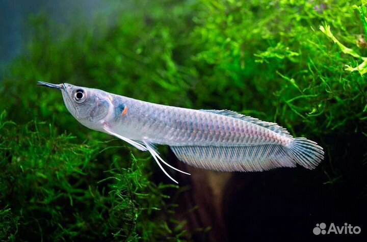 Аквариумные рыбки хищные цихлиды