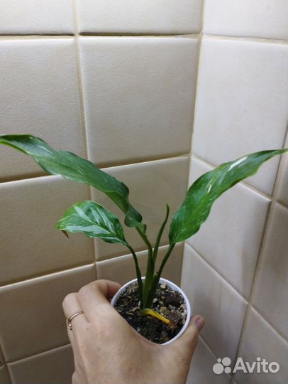 Спатифиллумы разных сортов