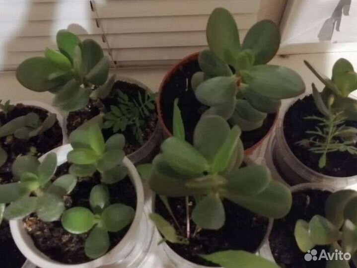 Денежное дерево (Толстянка), Лавровое дерево