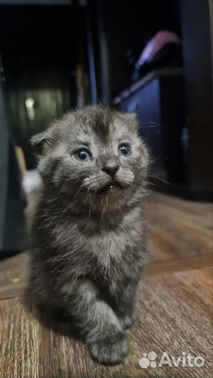 Котята от шотландской вислоухой