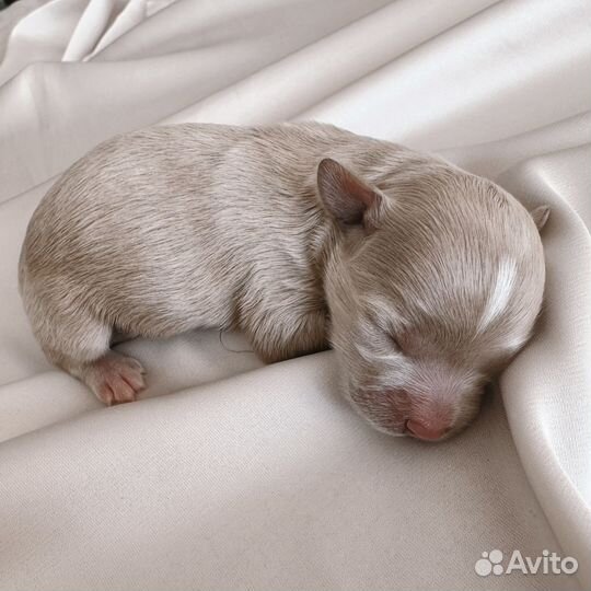 Мальтипу мини бэби фэйс