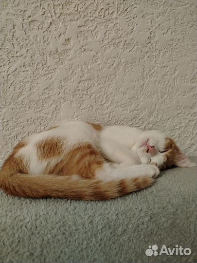 Котенок