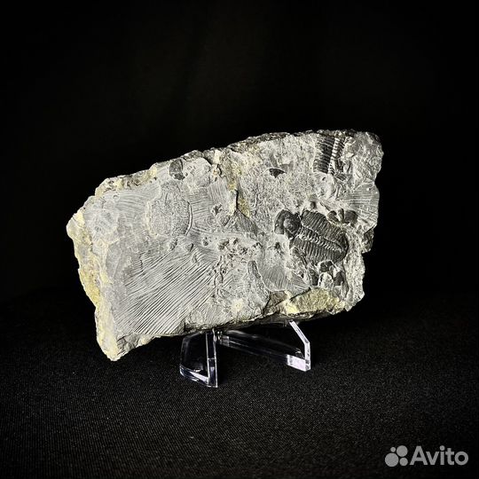 Трилобит окаменелость ископаемое палеонтология