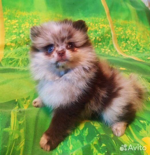 Щенки шпица