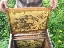 Пчелопакеты 4р расплода, пчелосемьи, пчелы 2023