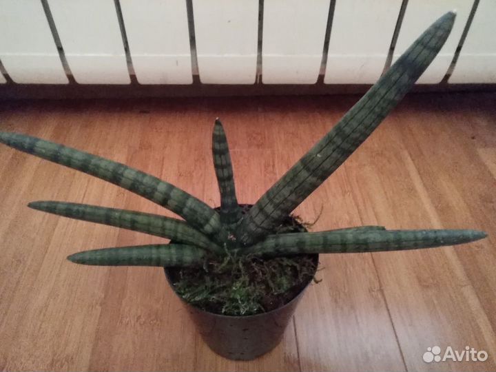 Сансевиерия цилиндрика Bonselensis